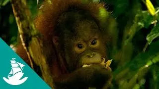 La jungla del espíritu rojo - ¡Ahora en alta calidad! (Documental completo)