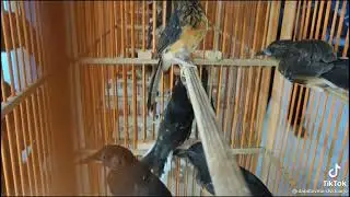 Murai batu trotol medan