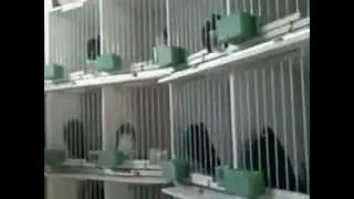 Buchón Gaditano Chiclana de la Frontera
