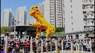 2023-Jan-29 #香港中國農曆新年 醒獅表演#HongKongChineseLunarNewYear #LionDance Performance @ Domain #大本型
