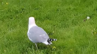 Хали-Гали... Мы с тобой везде летали!