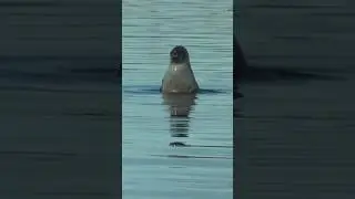 К нам гости / Аргоша на Белом море.