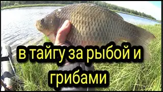 ТАЙГА/ИЗБА/РЫБАЛКА/ГРИБЫ/ отдых души #тайгахмао #изба
