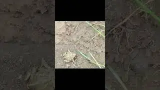 Ядовитые  или нет?shorts 