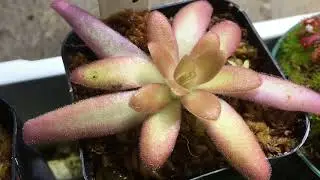 Pinguicula ‘Aphrodite’