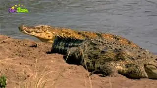 Животные мои друзья 2 сезон 02 эп. (познавательные передачи для детей с анимацией) на русском