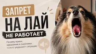 СОБАКА ЛАЕТ НА СОБАК. Собака гавкает на других. Отучить собаку лаять на собак и прохожих