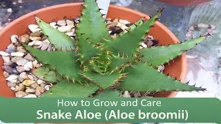 How to Grow and Care : Snake Aloe (Aloe broomii)