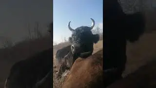 эти милые и забавные домашние животные попробуйте не улыбаться смотря на этих милых коровок