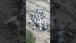 Узбекистан город Самарканд... сизый голуби