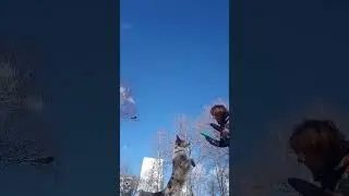 Новый бросок 😊 два диска одновременно в одну пасть! 