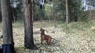 Pitbull Sparta 7,5 месяцев
