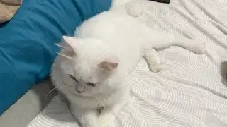 My Super Dooper HyperYuki #cat #catlover #cute