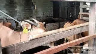 Ternak Sapi di Pedesaan #viral #ternak #ternaksapi