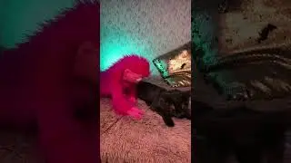 ВУРСИК И КОШКА😄 