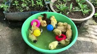 Cute cute baby ducks new hatch and feeding swimming