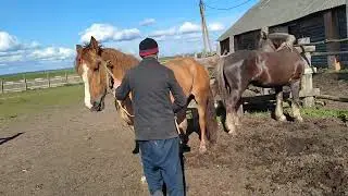 Рыжую кобылу привели к жеребцу