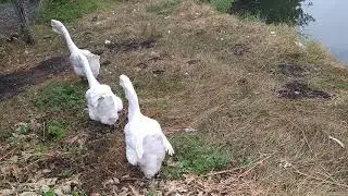 Холмогоры