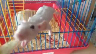 Крыски кушают пасочку