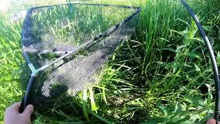 The Carp Stalking Adventures