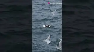 Secrets of Polynesian Wayfinding: Navigating the Pacific!