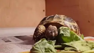 черепаха ест листья