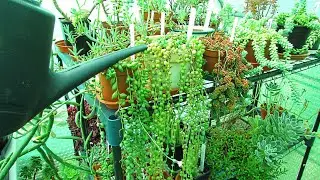 How to Water the String of Pearls Plant including String of Tears, Bananas & Dolphins - Senecio