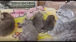 🐱КАК МИЛО.ОЧЕНЬ МИЛО! КОТИКИ РОДИЛИСЬ! SO CUTE.VERY CUTE! THE CATS ARE BORN!