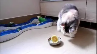Кот и лимон