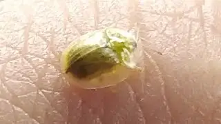 lady bird, lady bug(lady beetle)แมลงเต่าทอง,เต่าทองปีกไส #asmrvideo #animals #cuteanimals #ladybug