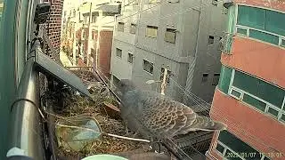bird feeding  새 모이주기  곤줄박이,어치,동고비