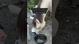 Not sure which herbs are best for your horse? Let them self-select!