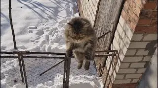 Сазаны радуют