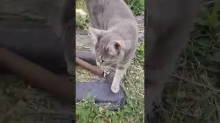и снова дача