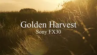 Golden Harvest - Sony FX30 (Cinematic 4k)