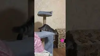 nighttime cat frenzy before, during and after how I play at night