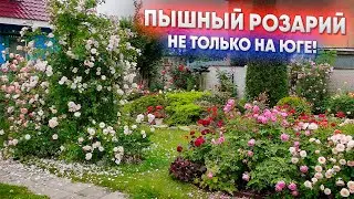 Пышный розарий - не только на юге!