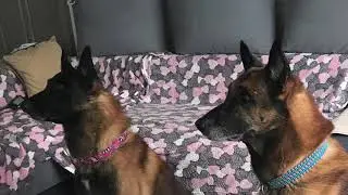 Братья Малинуа Илим и Сабур. Учёный пёс. Www.iqdog.ru