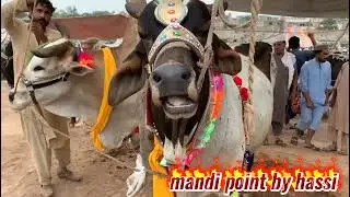 biggest bull in palosi mandi, rates update 450k k bulls and 300k ki bhens