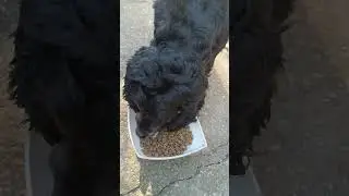 Дома не ест Выделывается