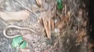 Кубло веретениць.