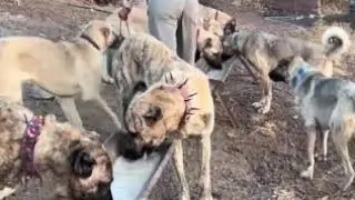 SÜRÜYÜ GÜDEN ÇOBAN MEHMET'İN EFSANE KÖPEKLERİ l KARABAŞ VE AKÇA