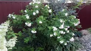 Второе цветение Ритаусмы (Ritausma), 20августа 2023г.