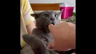 Не шипи!!!