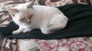 Вся боль в 1 видео(пародия на Сливки шоу)
