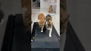 Funny cats running on the treadmill 🐱 🐈🏃#shorts #cat #kitten #gym