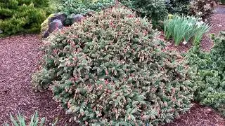 Picea pungens ' Herman Naue ' Dwarf Blue Spruce  April 22, 2020