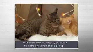 Eminem Cat Rap ( Last Week Tonight 27.2.2023 )