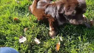 Havanese Puppy Scout Playing In The Grass!