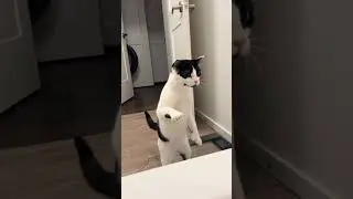 Animals being Animals😂#animals #animalsfunny #shorts #cats #catshorts